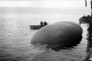 Bilde av Flensing av hval ved skutesiden til hvalkokeriet Thor I.